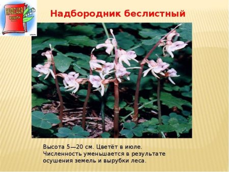 Красная книга рисунок