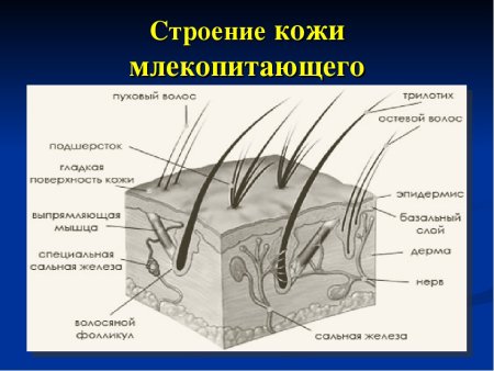 Схема строения кожи млекопитающих