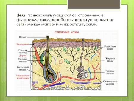 Кожный Покров млекопитающих схема