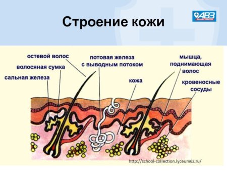 Строение волосяного Покрова у млекопитающих