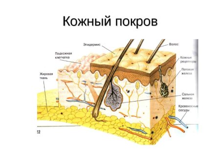 Строение кожного Покрова млекопитающих