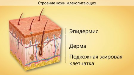 Эпидермис дерма подкожная жировая клетчатка