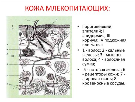 Строение кожного Покрова млекопитающих