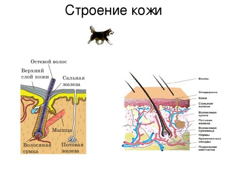Кожный Покров строение кожи анатомия животных