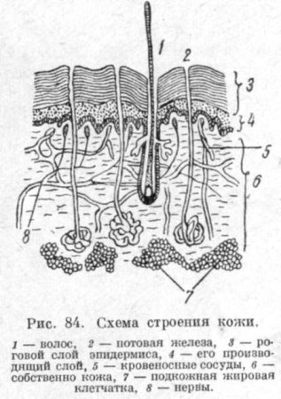 Строение кожного Покрова анатомия