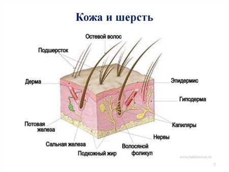 Строение волоса собаки схема