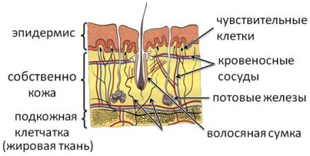 Строение кожи млекопитающего биология 7 класс