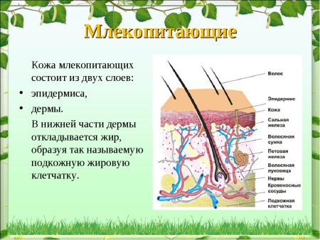 Кожа млекопитающих эпидермис, дерма