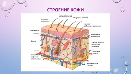 Строение покровной системы
