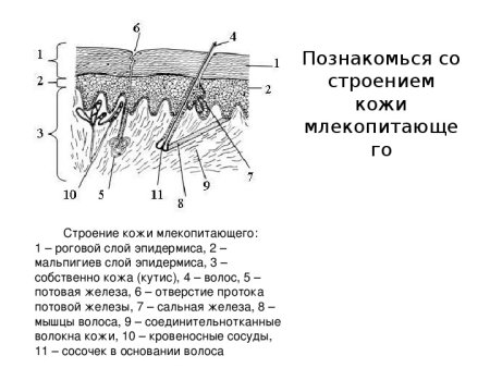 Кожный Покров млекопитающих схема