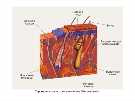 Строение кожи млекопитающих