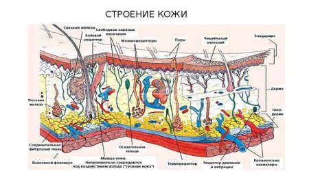 Строение кожи анатомия Ветеринария