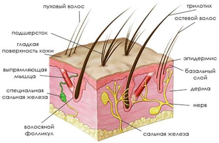 Кожный Покров собаки анатомия