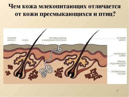 Строение кожи млекопитающего биология 7 класс