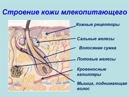Схема строения кожи млекопитающих