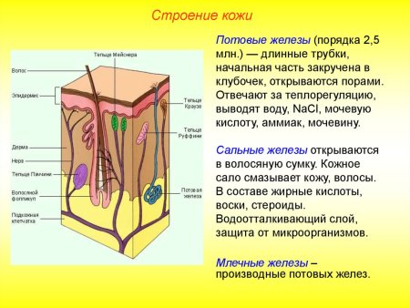 Колбы Краузе тельца Руффини анализатор