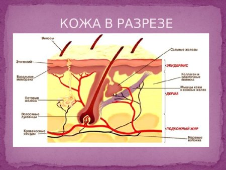 Строение кожи млекопитающих