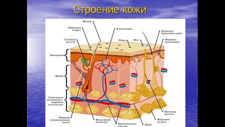 Функции кожи человека 8 класс биология