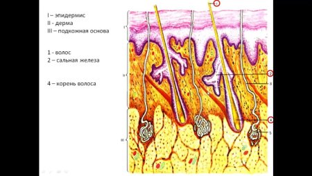 Схема строения кожи и ее производные