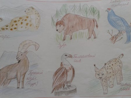 Животные красной книги рисунки