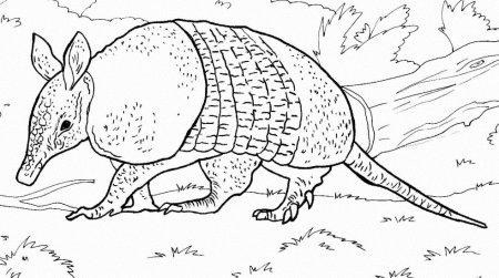 Животные из красной книги раскраска