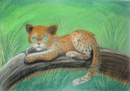 Долгопят раскраска