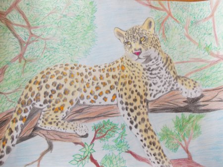 Бобр карандашом