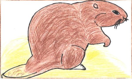 Конкурс рисунков животные красной книги