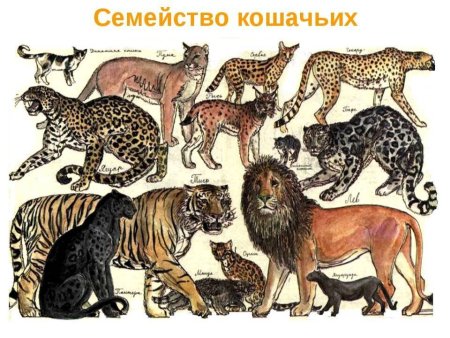 Дикие представители семейства кошачьих