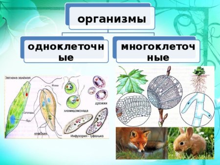 Многоклеточные организмы 5 класс биология
