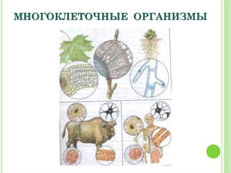 Клетки одноклеточных и многоклеточных организмов