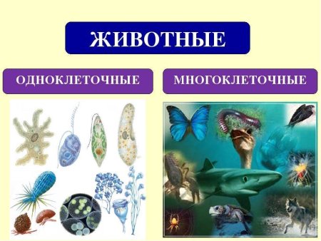 Одноклеточные и многоклеточные организмы 5 класс биология