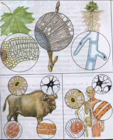 Многоклеточные организмы это в биологии