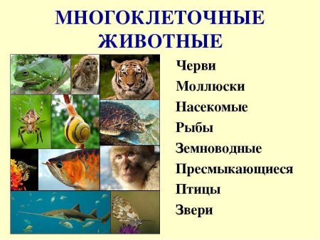 Много клетотчные животные