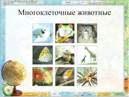 Многоклеточные животные