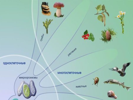 Одноклеточные и многоклеточные животные 5 класс