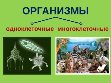 Одноклеточные и многоклеточные организмы