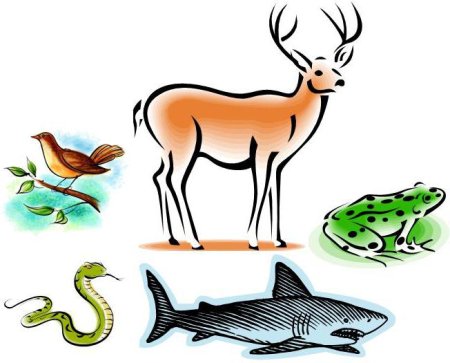 Животные по биологии