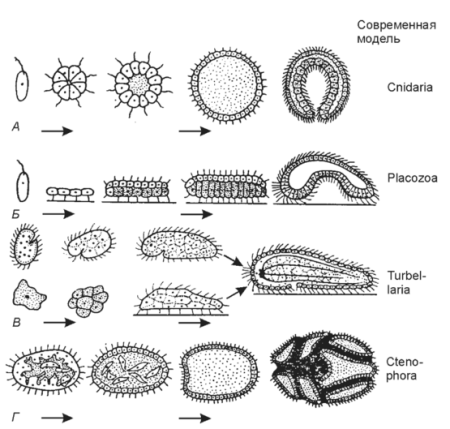 Эволюция многоклеточных