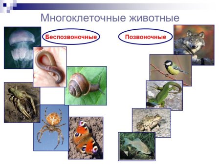 Много клетотчные животные