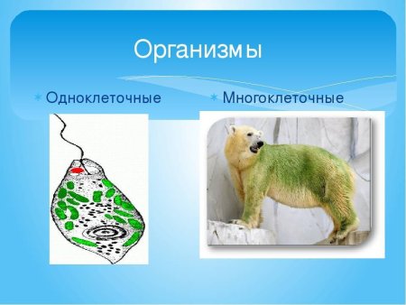 Одноклеточные и многоклеточные организмы