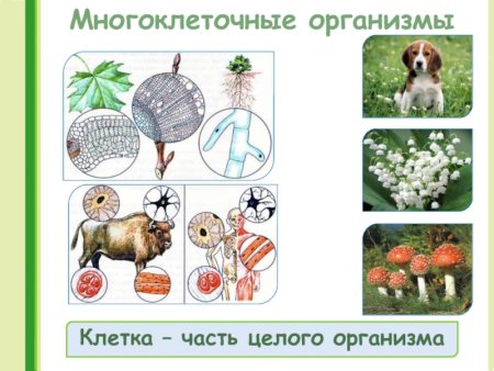 Мнагоклетчные организм