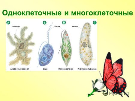 Одноклеточные и многоклеточные