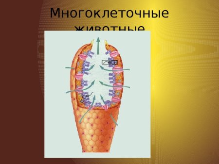 Многоклеточные животные строение