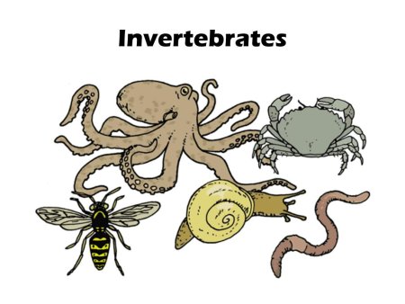 Беспозвоночные на белом фоне