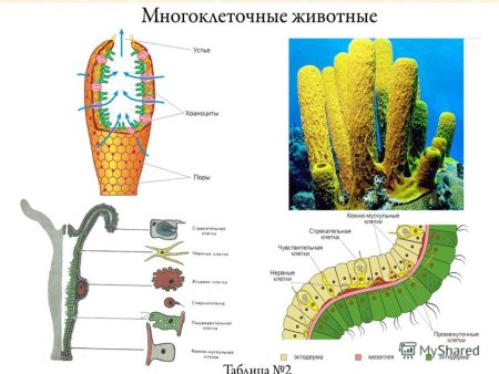 Строение многоклеточных животных