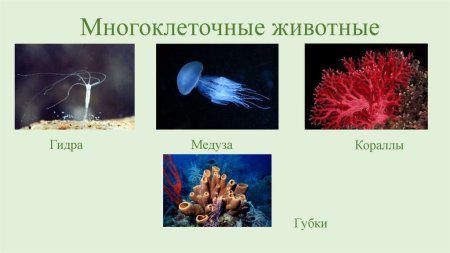 Многоклеточные организмы