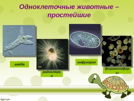 Одноклеточные животные 5 класс биология