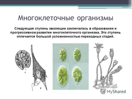 Многоклеточные организмы