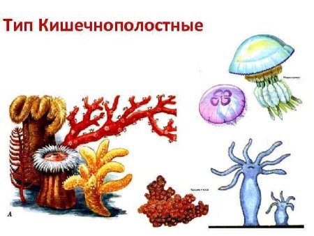 Многообразие кишечнополостных